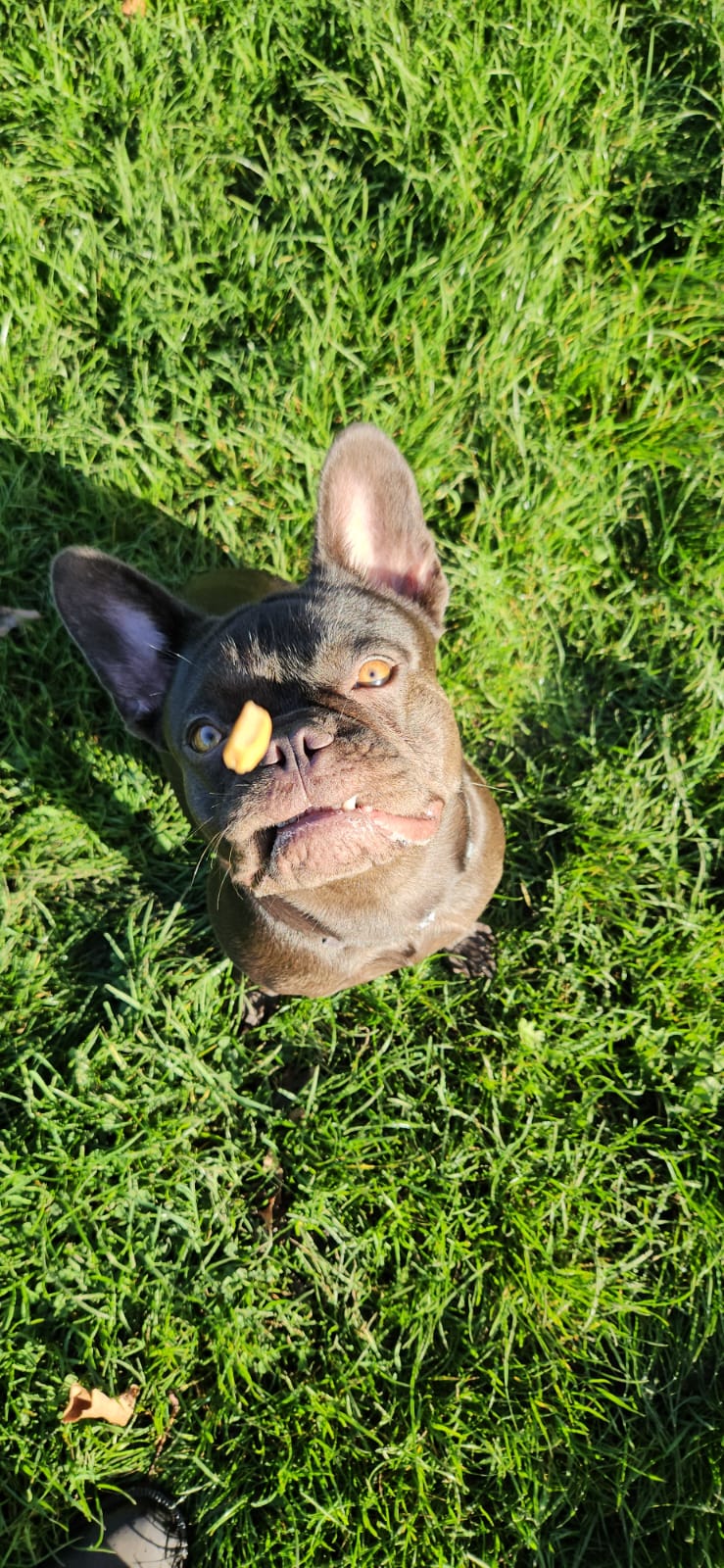 Chocolate Frenchie catching a Liver Biscuit